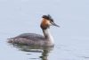 Great Crested Grebe