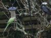 Ring-necked Parakeet