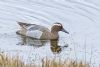 Garganey