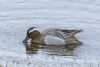 Garganey