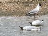 Black-headed Gull