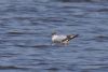 Little Gull