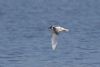 Little Gull