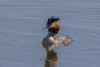 Great Crested Grebe