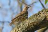 Mistle Thrush