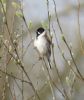 Reed Bunting