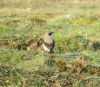 Wheatear