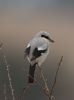 Great Grey Shrike