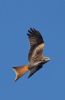 Red Kite