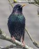 Starling