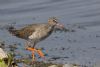 Redshank