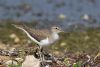 Common Sandpiper