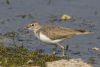 Common Sandpiper