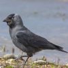 Jackdaw