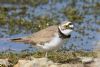 Little Ringed Plover