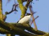 Pied Flycatcher