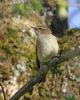 Chiffchaff