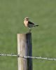 Wheatear