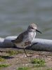 Dunlin