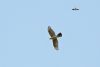 Sparrowhawk