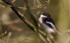 Pied Flycatcher