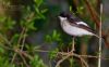 Pied Flycatcher