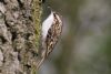 Treecreeper