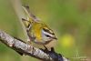 Firecrest