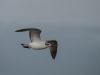 Mediterranean Gull