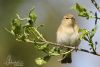 Chiffchaff