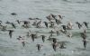 Sanderling