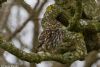 Little Owl