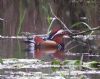 Mandarin Duck