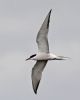 Common Tern