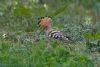 Hoopoe