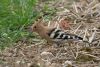 Hoopoe