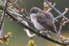 Lesser Whitethroat