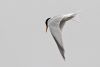 Little Tern