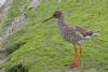 Redshank