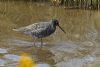 Spotted Redshank