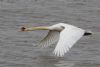 Mute Swan