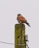 Kestrel