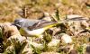 Grey Wagtail