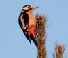 Great Spotted Woodpecker