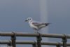 Bonaparte's Gull