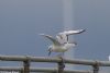 Bonaparte's Gull