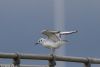 Bonaparte's Gull