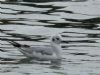 Bonaparte's Gull