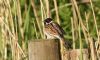 Reed Bunting