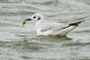 Bonaparte's Gull